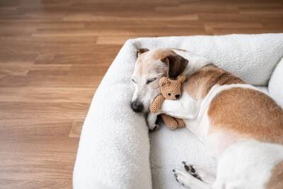 犬が快適だと感じるベッドの特徴5つ　愛犬がリラックスできる寝床の共通点とは？