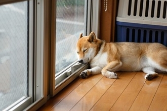 犬の留守番中に起こるかもしれないトラブル3つ　事故やケガのリスクとなる環境とは？