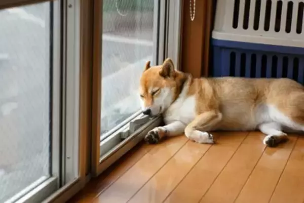 犬の留守番中に起こるかもしれないトラブル3つ　事故やケガのリスクとなる環境とは？