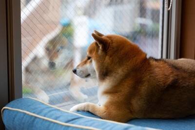 犬の留守番中に起こるかもしれないトラブル3つ　事故やケガのリスクとなる環境とは？