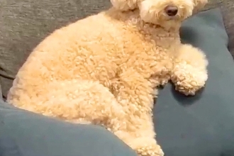 急に雨が降ってきたので、犬の散歩を中止した結果→納得してくれず…子供のように『駄々をこねる光景』が10万再生「必死ｗ」「諦められないｗ」