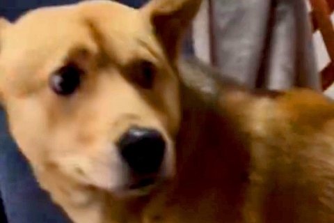 『人間が怖い』と怯えた顔をする保護犬→噛むことでしか『怖い』を表現できずに…涙あふれる『現在までの記録』が17万再生「顔が全然ちがう」