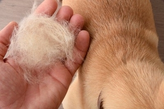 『抜け毛が多い』犬種５選　効果的なお掃除テクニックやおすすめの対策まで