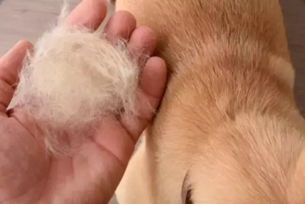 『抜け毛が多い』犬種５選　効果的なお掃除テクニックやおすすめの対策まで