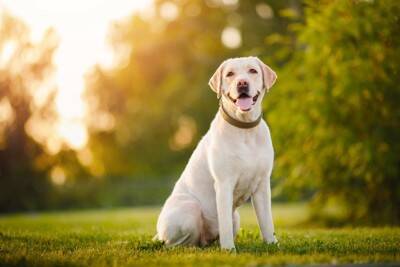 『抜け毛が多い』犬種５選　効果的なお掃除テクニックやおすすめの対策まで