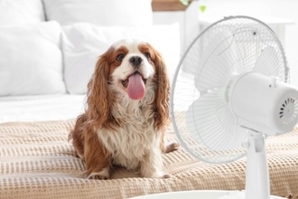 犬にとって『快適な気温』とは？室内の設定温度は何度にしたらいいの？