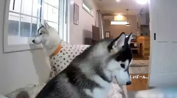 『お留守番が寂しすぎて…』号泣する弟のために取った兄ハスキーの行動に爆笑の嵐ｗ「賢すぎ」「予想外の結末ｗ」との声続々