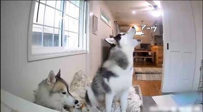 『お留守番が寂しすぎて…』号泣する弟のために取った兄ハスキーの行動に爆笑の嵐ｗ「賢すぎ」「予想外の結末ｗ」との声続々