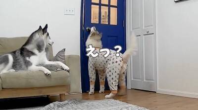 『お留守番が寂しすぎて…』号泣する弟のために取った兄ハスキーの行動に爆笑の嵐ｗ「賢すぎ」「予想外の結末ｗ」との声続々