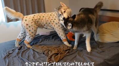 『お留守番が寂しすぎて…』号泣する弟のために取った兄ハスキーの行動に爆笑の嵐ｗ「賢すぎ」「予想外の結末ｗ」との声続々