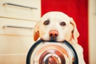 犬の『空腹サイン』5選…見極めるべきお腹が空いているときの"仕草や行動"とは？