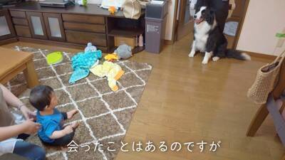 犬が『ギャン泣きする0歳の赤ちゃん』を見たら…最高に癒される『平和なやり取り』が8万再生「天使かな？」「なんて幸せな空間」と大絶賛