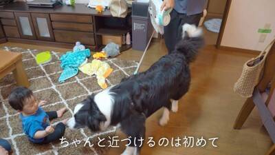 犬が『ギャン泣きする0歳の赤ちゃん』を見たら…最高に癒される『平和なやり取り』が8万再生「天使かな？」「なんて幸せな空間」と大絶賛