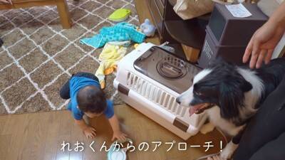犬が『ギャン泣きする0歳の赤ちゃん』を見たら…最高に癒される『平和なやり取り』が8万再生「天使かな？」「なんて幸せな空間」と大絶賛