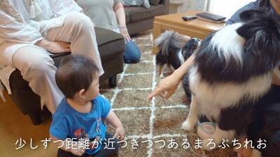 犬が『ギャン泣きする0歳の赤ちゃん』を見たら…最高に癒される『平和なやり取り』が8万再生「天使かな？」「なんて幸せな空間」と大絶賛