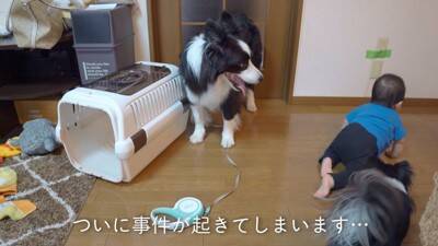 犬が『ギャン泣きする0歳の赤ちゃん』を見たら…最高に癒される『平和なやり取り』が8万再生「天使かな？」「なんて幸せな空間」と大絶賛