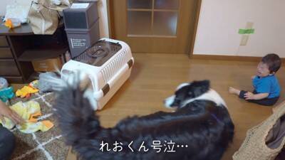 犬が『ギャン泣きする0歳の赤ちゃん』を見たら…最高に癒される『平和なやり取り』が8万再生「天使かな？」「なんて幸せな空間」と大絶賛