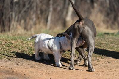 犬の『肛門腺絞り』自宅でする方法とは？お手入れのポイントや必ず知っておくべき注意点まで