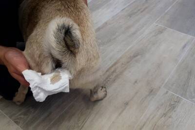 犬の『肛門腺絞り』自宅でする方法とは？お手入れのポイントや必ず知っておくべき注意点まで