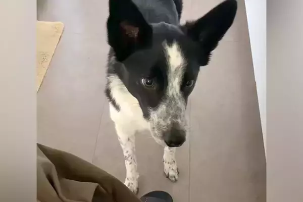 猫のおしりを『トントン』した結果→犬が『いじめられている』と勘違いして…まさかの対応が13万再生「全員可愛すぎ」「大好きなんだね」