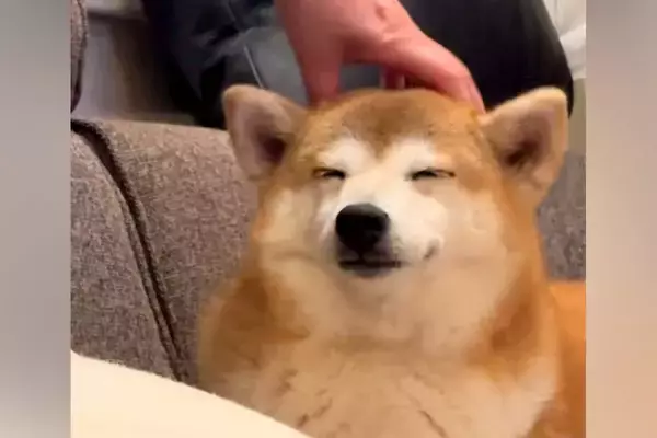 ママに撫でられるとうっとりする犬→パパに代わると…まさかの『あからさますぎる表情の差』に爆笑続々「全然違くて草」「忖度せんかいｗｗｗ」