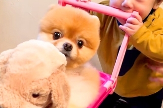 赤ちゃんの『手押し車』に犬とぬいぐるみを乗せたら…とんでもなく尊い光景が20万再生「どっちがぬいぐるみ？ｗ」「馴染んでて草」と絶賛の声