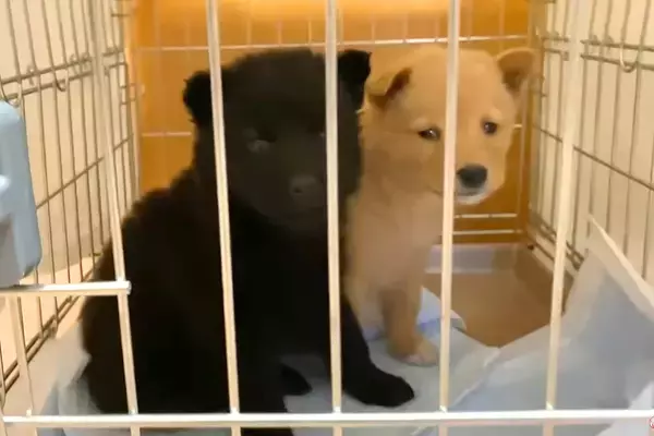 『2匹の子犬が側溝に捨てられている』と連絡→緊急でレスキューして…『保護後の成長記録』と涙の結末が702万再生「尊い命」「愛くるしい」