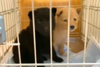 『2匹の子犬が側溝に捨てられている』と連絡→緊急でレスキューして…『保護後の成長記録』と涙の結末が702万再生「尊い命」「愛くるしい」