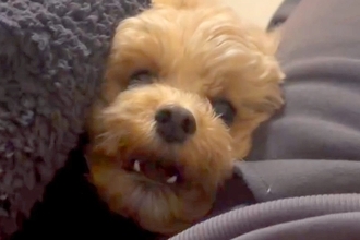 ラブラブなママとパパを見た犬→犬がヤキモチを妬いてしまい…まさかの『ブチキレ』が35万再生「男同士の決闘ｗ」「しっぽフリフリで草」の声