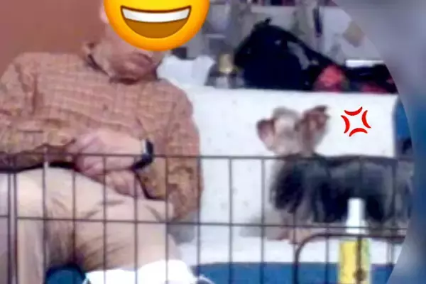 1日だけ『両親に犬のお世話を頼んだ』結果→ふと出先でカメラを確認すると、父が…思わず笑ってしまう光景が46万再生「なんか喋ってて草」