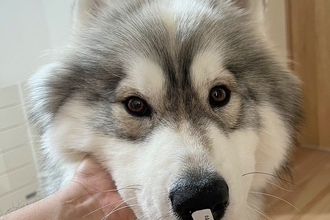 お父さんの部屋から出てきた大型犬→戻ってきたと思ったら、鼻にシールがついていて…想定外な展開が11万表示「大特価で草」「なんてお安いｗ」