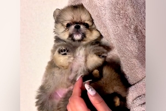 赤ちゃん犬を撫でていたら、別の赤ちゃん犬が…『ぼくも撫でてよ！』とんでもなく尊いアピールが41万再生「可愛すぎて苦しい」「たぬき？ｗ」