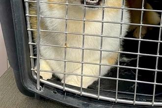 トリミングサロンの店員から『預けた犬の写真』が送られてきたので、確認した結果→まさかの表情に4万いいね「わかりやすくて草」「遺憾の意ｗ」