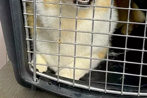 トリミングサロンの店員から『預けた犬の写真』が送られてきたので、確認した結果→まさかの表情に4万いいね「わかりやすくて草」「遺憾の意ｗ」