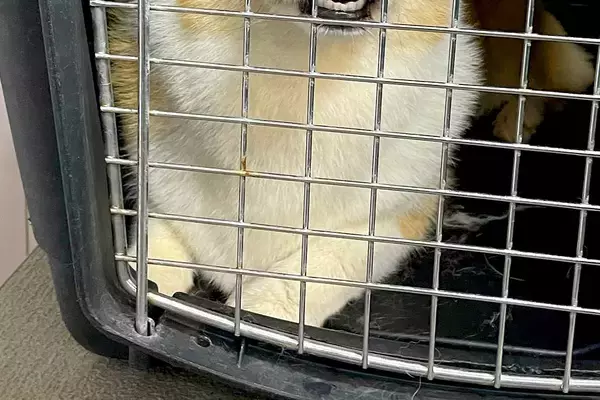 トリミングサロンの店員から『預けた犬の写真』が送られてきたので、確認した結果→まさかの表情に4万いいね「わかりやすくて草」「遺憾の意ｗ」