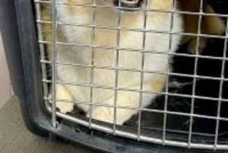 トリミングサロンの店員から『預けた犬の写真』が送られてきたので、確認した結果→まさかの表情に4万いいね「わかりやすくて草」「遺憾の意ｗ」