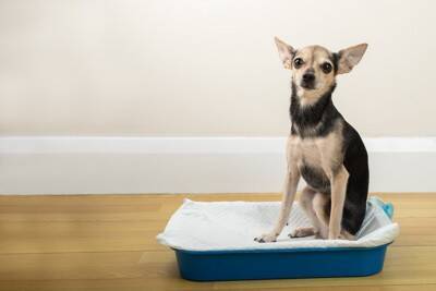 犬の『排泄物』からわかる健康状態とは？毎日のチェックが病気の早期発見に繋がることも