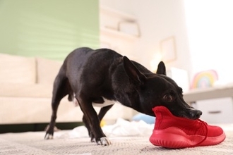 犬がよくする『困った行動』5つ　問題行動をしてしまう理由や解決するためにできることまで