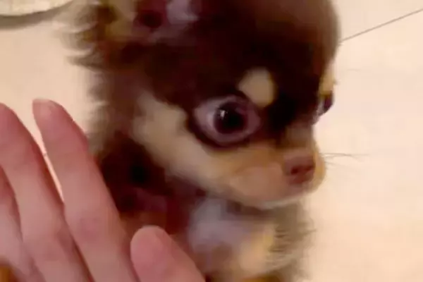 極小子犬に『タッチ』をしてもらった結果→想像以上にクセが強くて…思っていたのと違う光景に絶賛「もうすべてが可愛い」「溺愛するのがわかる」