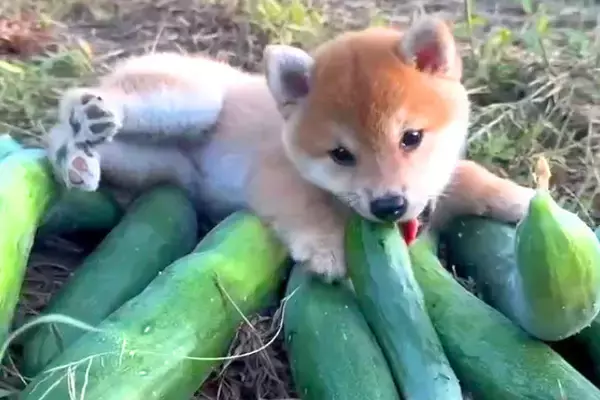 赤ちゃん柴犬を飼い始めた結果→すくすく元気に育って…あまりにも尊い『1年間の成長記録』が23万再生「可愛すぎる」「なんて愛らしい笑顔」