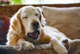 犬が『眠い』ときにみせるサイン5選　睡魔と戦っている瞬間の仕草や行動とは？