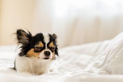 犬が『眠い』ときにみせるサイン5選　睡魔と戦っている瞬間の仕草や行動とは？