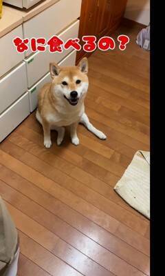 料理中に忍び寄る3匹の犬→侵入防止用に『柵を設置』した結果…執念感じる『衝撃の行動』が12万再生「逃げれなくて草」「諦めてｗｗ」と爆笑