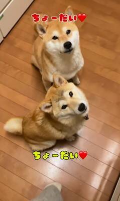 料理中に忍び寄る3匹の犬→侵入防止用に『柵を設置』した結果…執念感じる『衝撃の行動』が12万再生「逃げれなくて草」「諦めてｗｗ」と爆笑