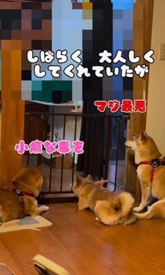 料理中に忍び寄る3匹の犬→侵入防止用に『柵を設置』した結果…執念感じる『衝撃の行動』が12万再生「逃げれなくて草」「諦めてｗｗ」と爆笑