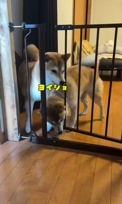 料理中に忍び寄る3匹の犬→侵入防止用に『柵を設置』した結果…執念感じる『衝撃の行動』が12万再生「逃げれなくて草」「諦めてｗｗ」と爆笑