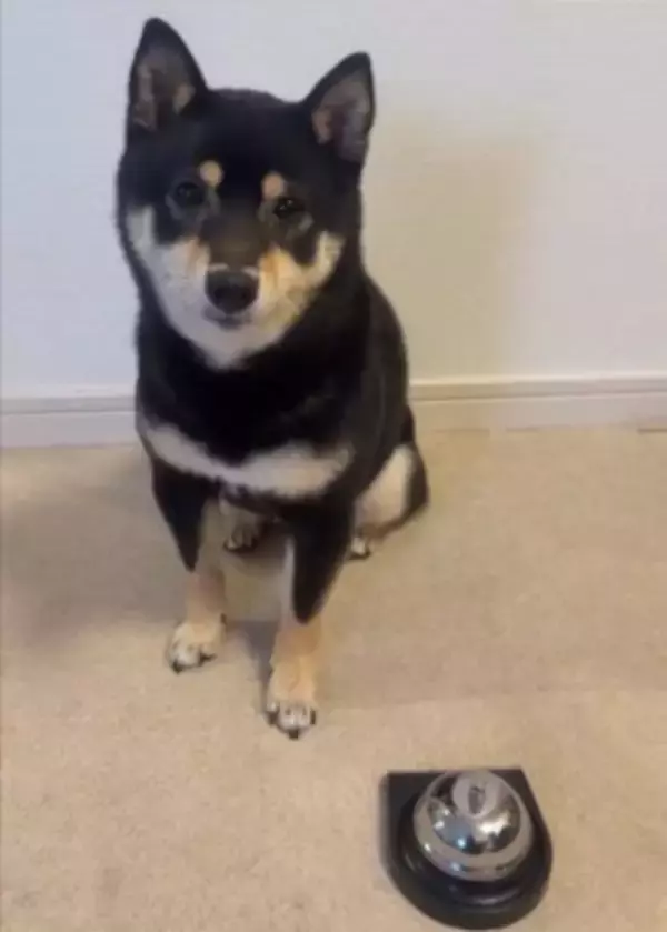 『ベル鳴らして』と犬にお願いしてみた結果…自分の足の長さを把握していない『尊すぎる行動』に1万いいね「一生懸命で可愛い」「空振りあんよ」