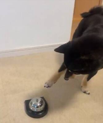 『ベル鳴らして』と犬にお願いしてみた結果…自分の足の長さを把握していない『尊すぎる行動』に1万いいね「一生懸命で可愛い」「空振りあんよ」