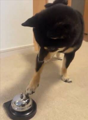 『ベル鳴らして』と犬にお願いしてみた結果…自分の足の長さを把握していない『尊すぎる行動』に1万いいね「一生懸命で可愛い」「空振りあんよ」