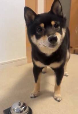 『ベル鳴らして』と犬にお願いしてみた結果…自分の足の長さを把握していない『尊すぎる行動』に1万いいね「一生懸命で可愛い」「空振りあんよ」